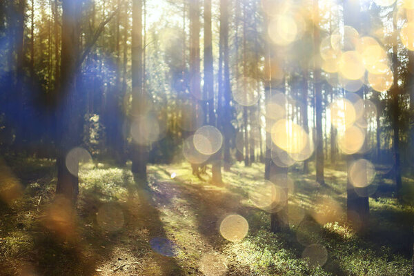 Landscape summer forest glare sun bokeh blurred background, abstract view of trees