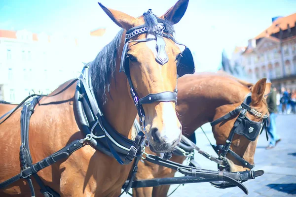 農場にいる馬畑にいる動物馬の性質 — ストック写真