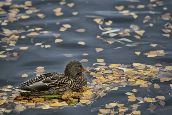 ducks on a pond in autumn, wild birds, duck mallard