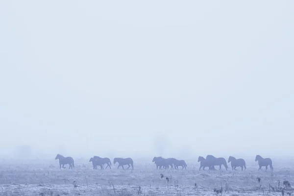 Astratto Sfondo Sfocato Inverno Cavalli Campo Innevato Paesaggio Neve Una — Foto Stock