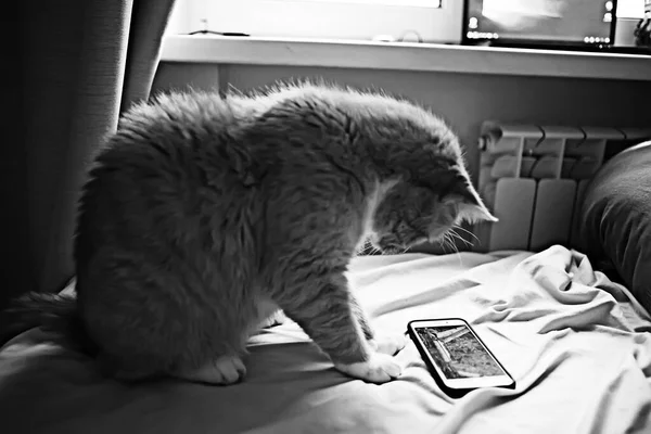 Gatto Sta Guardando Smartphone Carino Gatto Rosso Guarda Video Telefono — Foto Stock