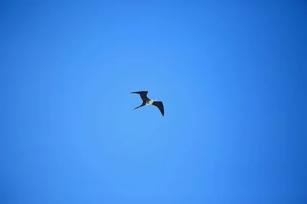 Frigate Flight Seabird Flies Blue Sky Freedom — Stock Photo, Image