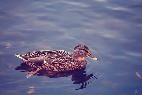 秋天池塘里的鸭子 鸭野鸭 — 图库照片