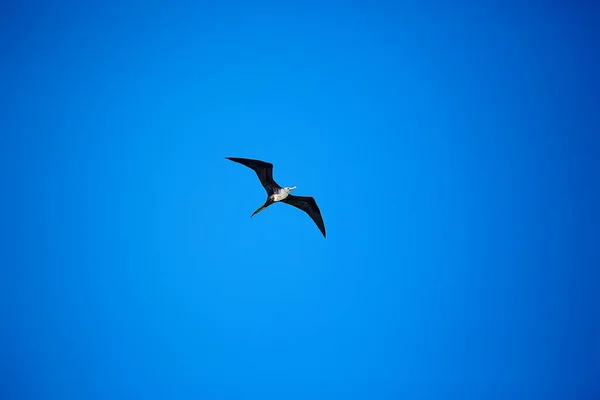 Φρεγάτα Πτήσει Θαλασσοπούλι Πετά Στον Γαλάζιο Ουρανό Ελευθερία — Φωτογραφία Αρχείου