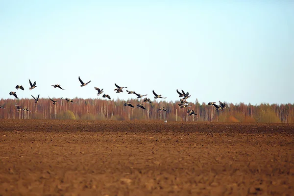 Trekvogels Kudde Ganzen Het Veld Seizoensgebonden Landschapsmigratie Van Vogels Jacht — Stockfoto