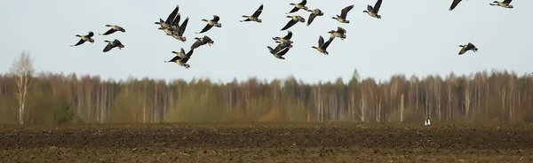 Zugvögel Schwarm Von Gänsen Auf Dem Feld Landschaft Saisonale Migration — Stockfoto