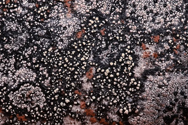 Lichen Stone Texture Macro Background Abstract Nature — Stock Photo, Image