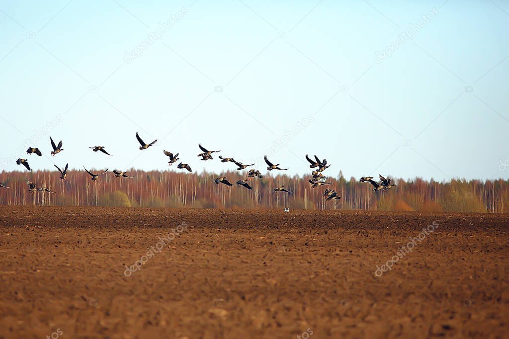 migratory birds flock of geese in the field, landscape seasonal migration of birds, hunting