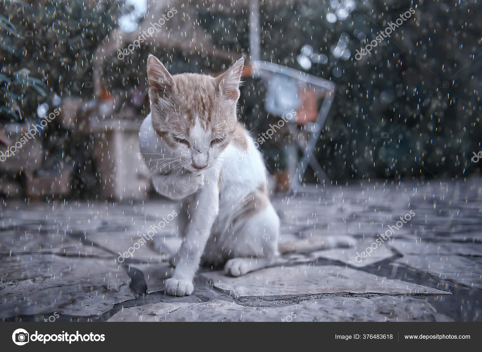 Sad Stray Cat Little Miserable Abandoned Cat — Stock Photo © xload