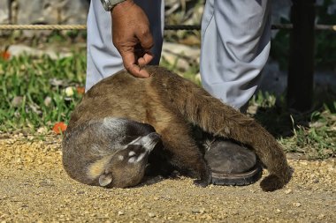 Doğada koati, şirin rakun hayvanat bahçesi