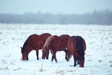 Soyut bulanık kış geçmişi, karlı bir arazide atlar, bir çiftlikte kar.
