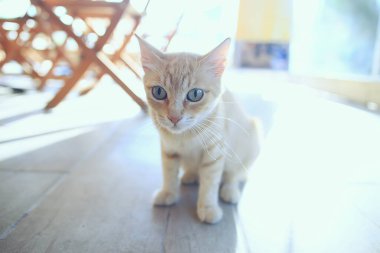 Üzgün sokak kedisi, küçük sefil terk edilmiş kedi.