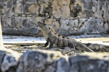 Meksika 'da güneşin tadını çıkaran büyük iguana, yucatan hayvanı.