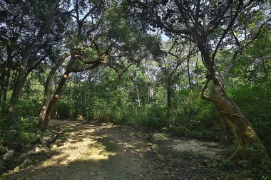 Güneş, kozalaklı ormanlarda, soyut manzara yaz ormanlarında, güzel vahşi doğada ışıldıyor.