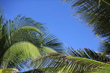 Soyut palmiye yaprakları güneş arkaplanı, denizde aktif yaz tatili