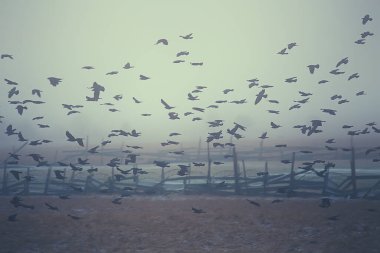 Sonbahar manzarası, kara kuş sürüsü, hüzün konsepti sonbahar sisli arka plan