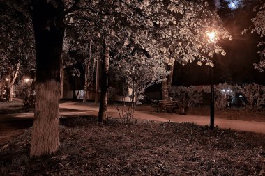Park manzarasında gece, sokağın soyut görüntüsü, sonbaharda ağaçlar ve ışıklar bulanık arkaplan