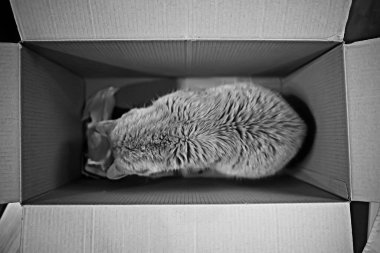 Kutuda oturan kırmızı kedi, karton kutuları seven kediler.