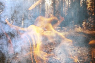 Ormandaki soyut manzara yangını, orman yangını arka planı, ekoloji felaketi