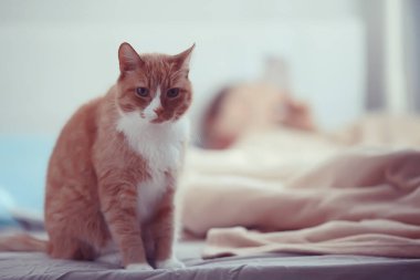 Şirin kedi, mutlu tüylü hayvan, özenli aşk konsepti