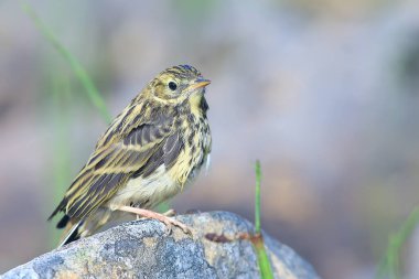 Küçük sallanan kuş yavrusu, taşın üzerinde oturan yaban hayatı kuşu