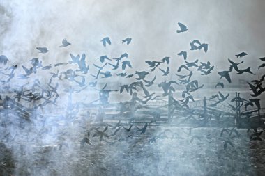 Soyut bulanık arkaplan, uçuşan kara kuş sürüsü, üzüntü stresi, sonbahar depresyonu