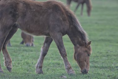 Çiftlikteki atlar, tarladaki hayvanlar, atın doğası.