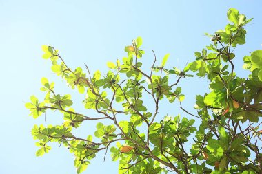 Soyut palmiye yaprakları güneş arkaplanı, denizde aktif yaz tatili