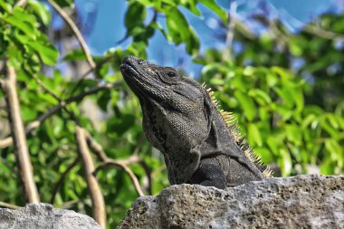 Meksika 'da güneşin tadını çıkaran büyük iguana, yucatan hayvanı.