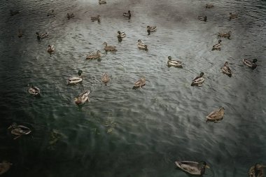 Sonbaharda göldeki ördekler, yaban kuşları, ördek yaban ördeği