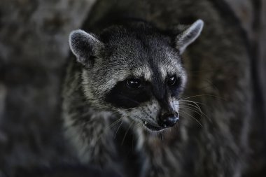 Vahşi nosoha, Amerikan rakunu, vahşi doğadaki hayvan