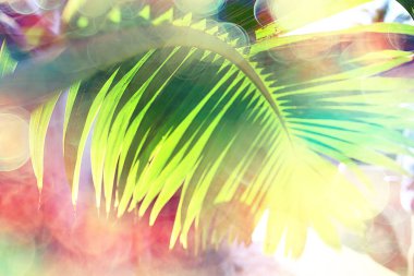 Soyut palmiye yaprakları güneş arkaplanı, denizde aktif yaz tatili