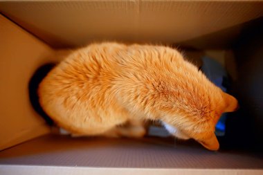 Kutuda oturan kırmızı kedi, karton kutuları seven kediler.