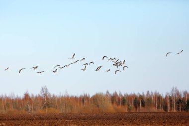 Göçmen kuşlar tarlada kaz sürüsü, mevsimsel göçler, avlanma