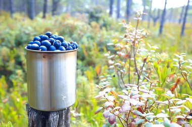 Ormanda demir bardakta yaban mersini, arka planda vitamin yürüyüşü, kuzey meyveleri Finlandiya 'da vahşi yaşam.