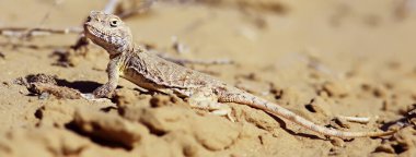 Kertenkele makro asya, vahşi yaşam küçük çöl kertenkelesi