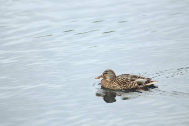 Sonbaharda göldeki ördekler, yaban kuşları, ördek yaban ördeği