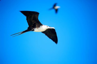 frigate in flight, seabird flies in the blue sky, freedom clipart