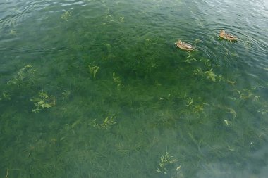 Sonbaharda göldeki ördekler, yaban kuşları, ördek yaban ördeği