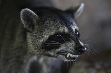 Vahşi nosoha, Amerikan rakunu, vahşi doğadaki hayvan