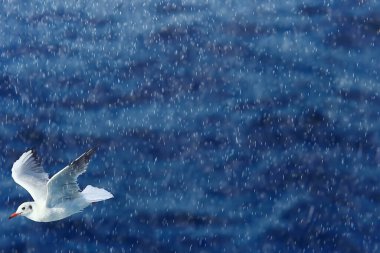 Martı denizin üzerinde uçar, konsept deniz tatili yazı, kuş özgürlüğü uçuşu