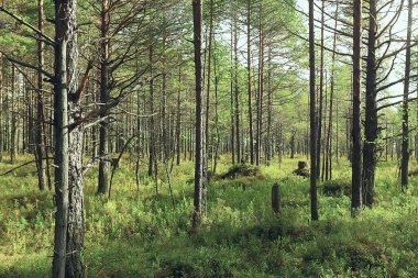 Güneş, kozalaklı ormanlarda, soyut manzara yaz ormanlarında, güzel vahşi doğada ışıldıyor.