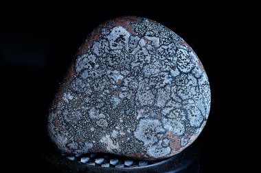 Lichen taş dokusu makro arkaplan, soyut doğa