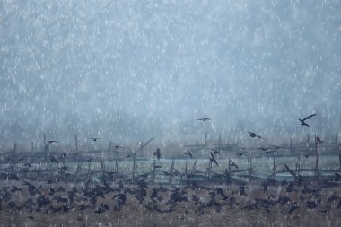 Sonbahar manzarası uçan kargalar, stres konsepti sonbahar yağmuru, uçan kara kuşlar.
