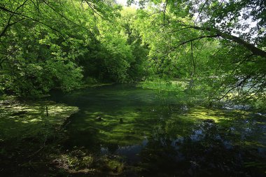 Güneş, kozalaklı ormanlarda, soyut manzara yaz ormanlarında, güzel vahşi doğada ışıldıyor.