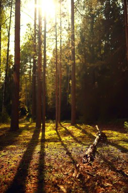 Güneş, kozalaklı ormanlarda, soyut manzara yaz ormanlarında, güzel vahşi doğada ışıldıyor.