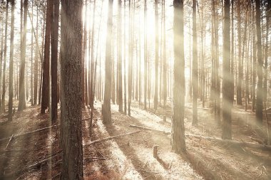 Kozalaklı orman manzarasında sonbahar, sonbahar sarı ormanının soyut manzarası, güzel doğa.