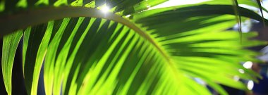 Soyut palmiye yaprakları güneş arkaplanı, denizde aktif yaz tatili