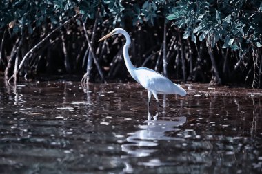 Heron mangrov, vahşi yaşam, ormandaki beyaz balıkçıl.