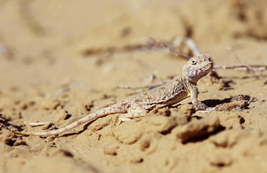 Kertenkele makro asya, vahşi yaşam küçük çöl kertenkelesi
